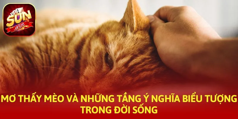 Mơ thấy mèo và những tầng ý nghĩa biểu tượng trong đời sống