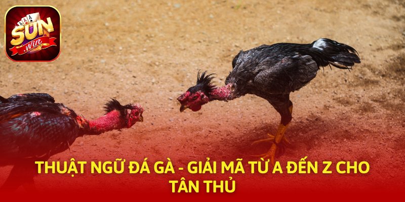 Thuật Ngữ Đá Gà - Giải Mã Từ A Đến Z Cho Tân Thủ