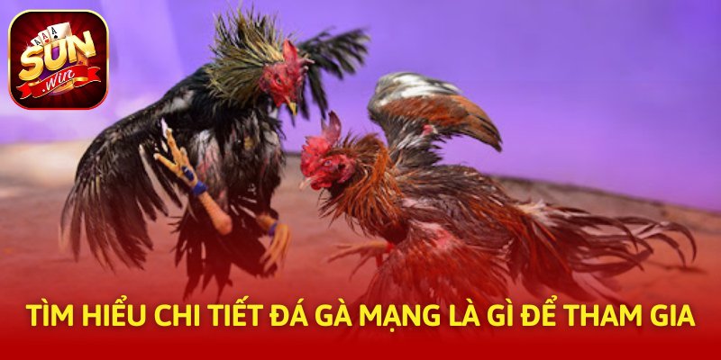 Tìm hiểu chi tiết đá gà mạng là gì để tham gia