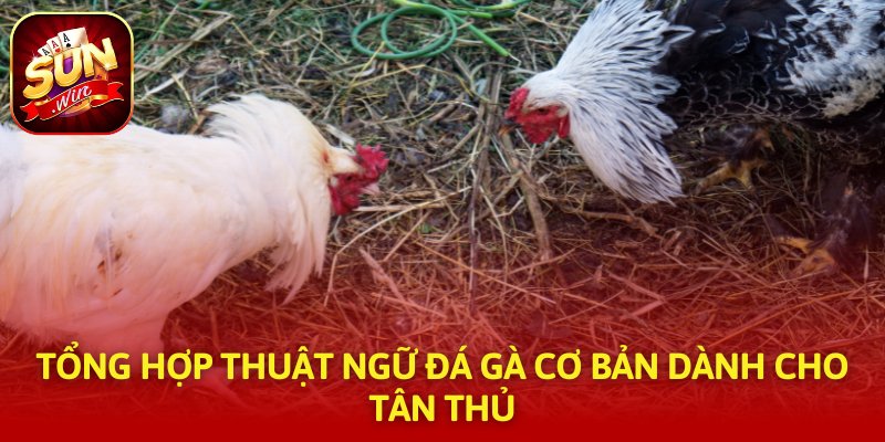 Tổng hợp thuật ngữ đá gà cơ bản dành cho tân thủ